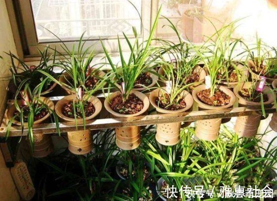 种植|想刚种植的兰花服盆快,这个步骤不能漏,再做好缓苗,就能快服盆