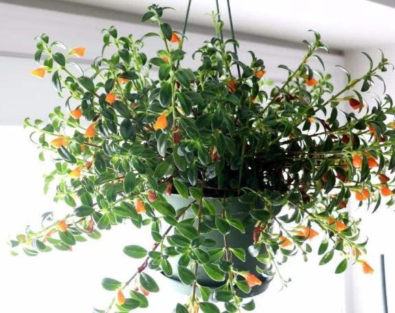 花土|入冬后,怎么养好金鱼花注意前4点就能叶片油绿、花开满盆