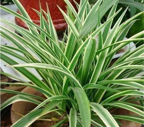 快死的盆栽花卉不要扔,只需一粒药片,能再次生机勃勃