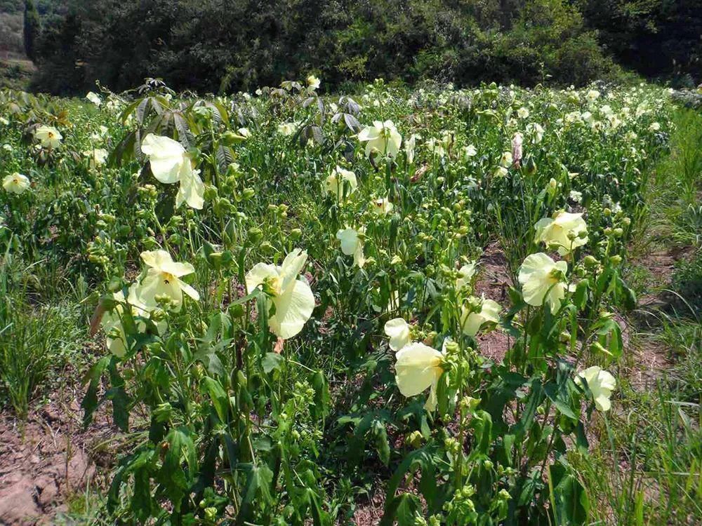 曾被认定早已灭绝，“死而复活”之后，却成了餐桌上一道小菜