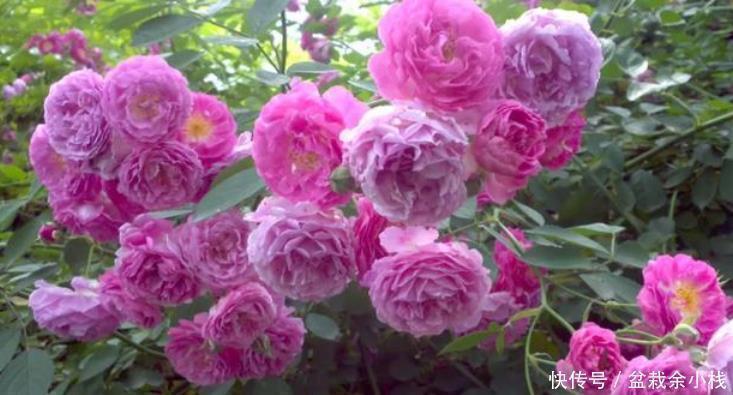 四季|家里养上3种花,不见叶子只见花,花姿妖娆,四季繁花似锦