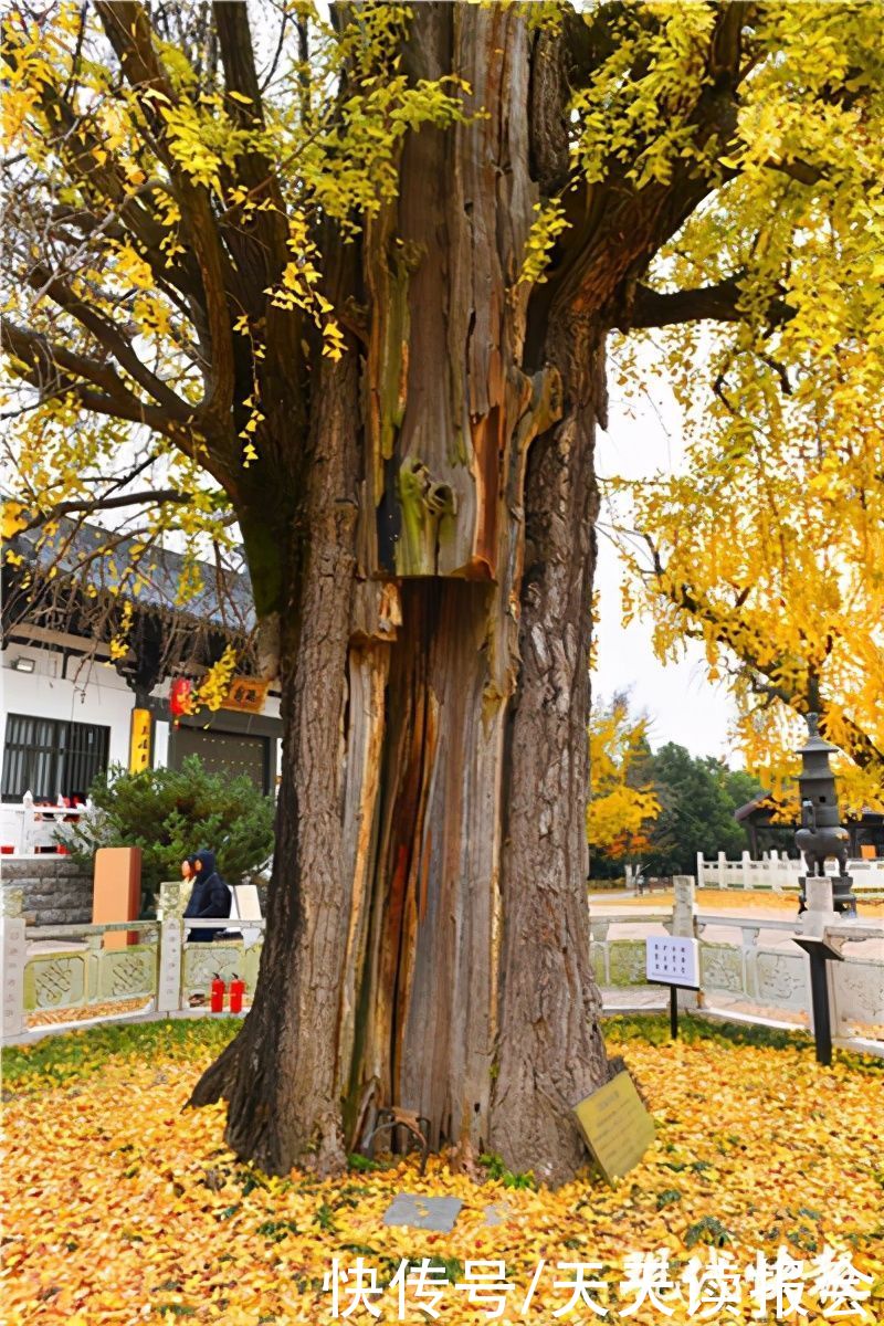 银杏|美了1500年，南京惠济寺三棵古银杏再迎颜值巅峰