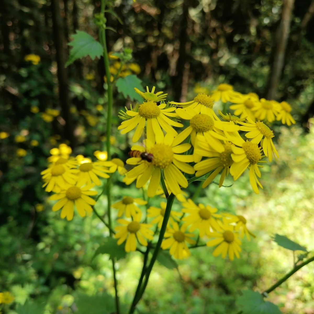 来凤“五一”假期：跟随蜜蜂导游赏山花