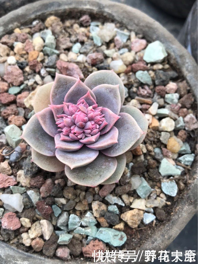 身价|多肉变“畸形”,身价能翻好几倍,可遇不可求