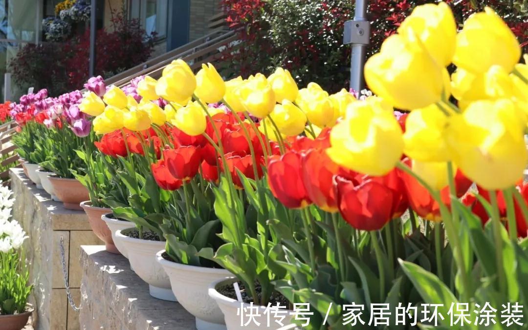 向日葵|这14种花是一次性的,开完花就直接扔了吧,别浪费感情了