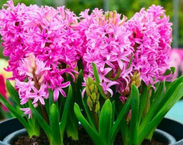 4种福运花,自带福气好养活,养上一盆四季欣赏,好养活还不贵