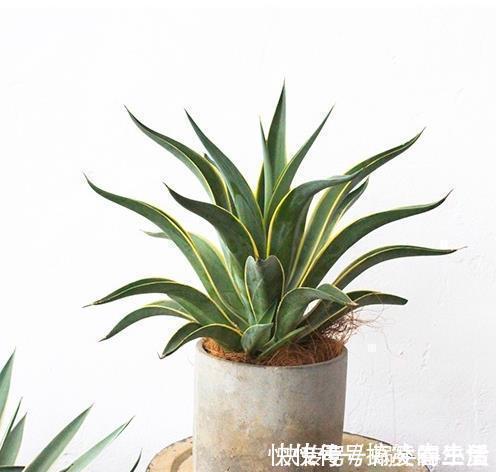 长寿花|客厅里养这6种植物，好养活、好打理、寿命很长、寓意还特别好