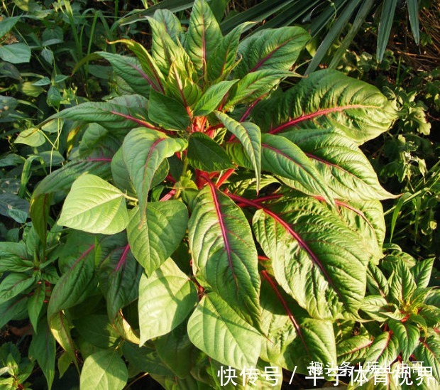 虫哥|苋菜清热排毒,减肥清身,掌握三个品种属性,种出绿色健康的苋菜