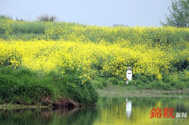 泛舟邛崃“千岛湖” 遍赏“水乡”油菜花