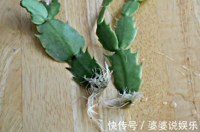 蟹爪兰简单扦插出几十盆，今后随便养，烂掉几棵也有底气