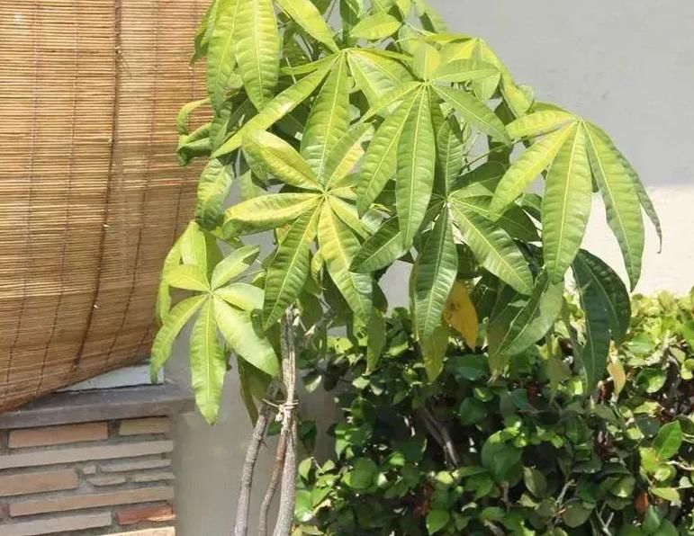 光合作用|养花提示:掌握3个技巧,盆栽金钱树、发财树枝叶绿得冒油