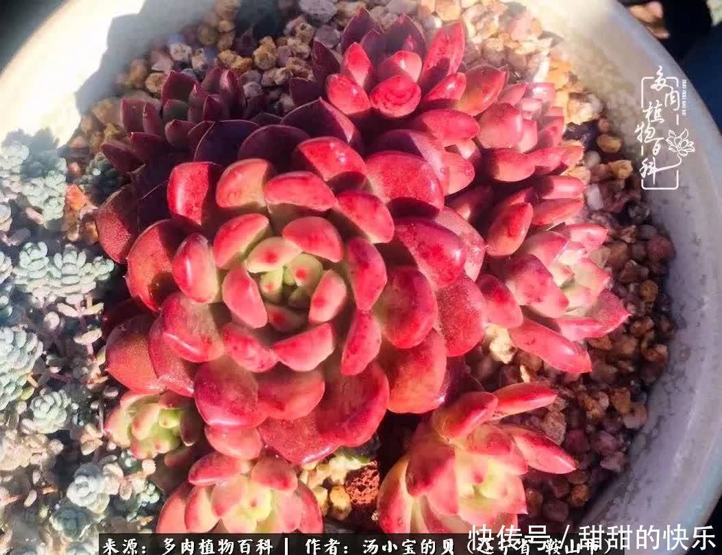 蚧壳虫|远嫁他乡,多肉是我孤寂时最美的陪伴!