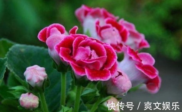 此花花大色艳,花姿妖娆仿佛是从画中而来,寓意为华美与欲望