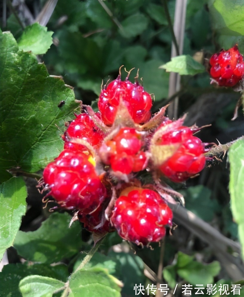 小孩|有种野果叫蛇莓,比草莓还好吃,大人却说不能吃,为啥?