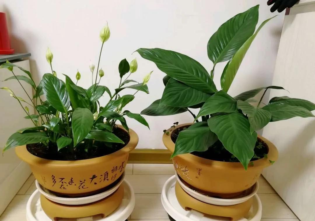 旺财旺运的5种盆栽,好看好养,放家里一盆不吃亏