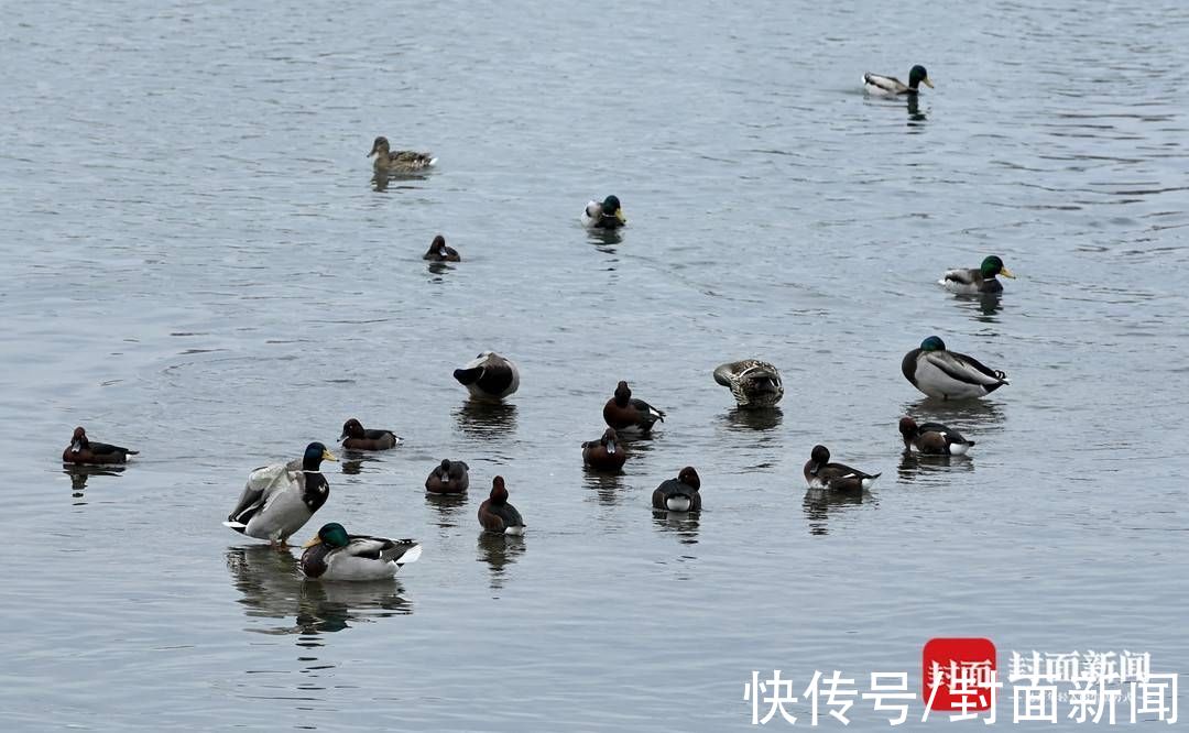 新闻记者|春暖鸟归水鸭成群 成都市民手机就能拍出大片