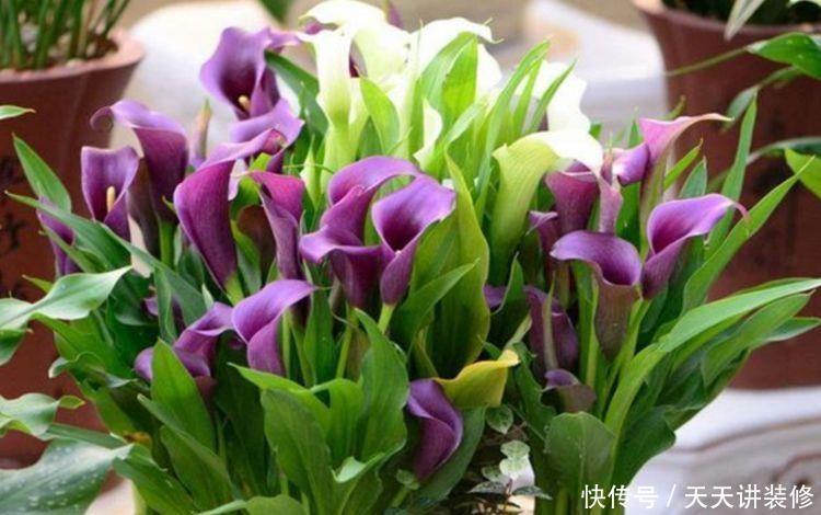 家养5种花,开花爆盆花期长,花大色艳真漂亮,谁养谁上瘾