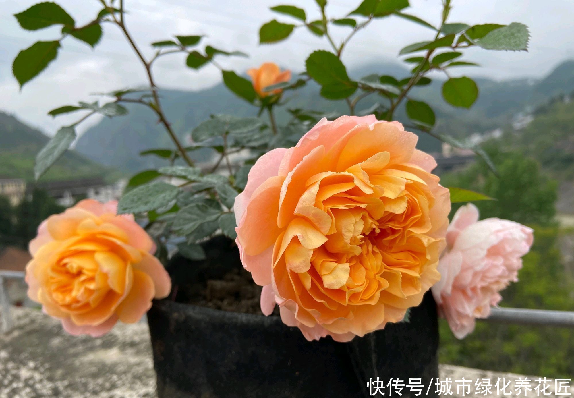 月季花|果汁月季长了3个底芽，月季的顶芽需要抹掉吗？
