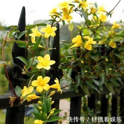 芳香|冬季一定要养的芳香花卉——法国香水藤，比法国香水还像，花还美