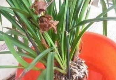 花卉总烂根，教你用4招快速判断植物是否烂根，简单又实用