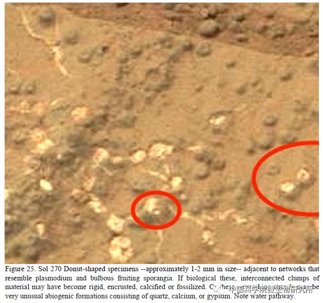 非生物 火星上存在真菌吗？