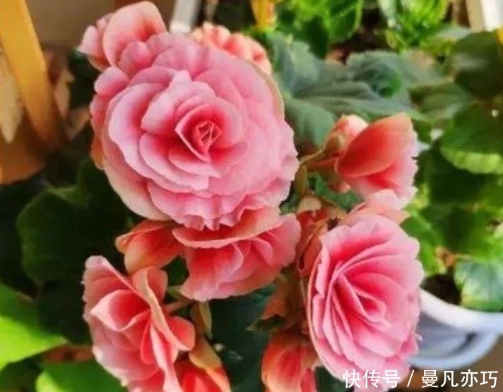 居家就养此款花卉,不闻不问,花开爆盆美如花,太漂亮了!