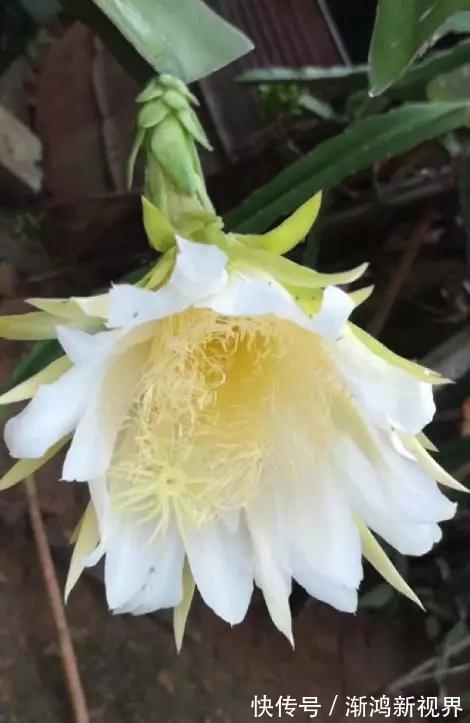 多汁|育火龙果热潮又来了,盆越浅,水越少,长越快,开花结果越多!