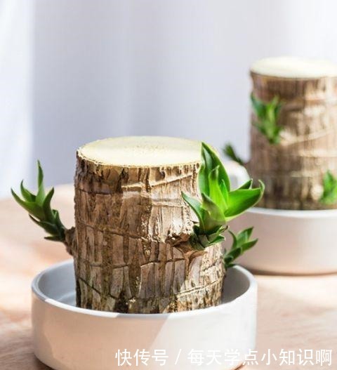 巴西木小盆栽又火了,注意几点,半截木桩子泡水里,也能越长越旺!