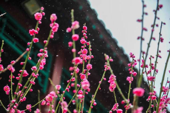 中年|春暖花开时，趵突泉踏雪寻梅来