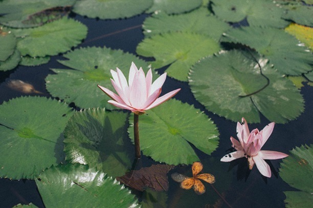 亚健康人群|夏至,艾灸3处,可祛除一身冬病!夏至不祛湿,更待何时?