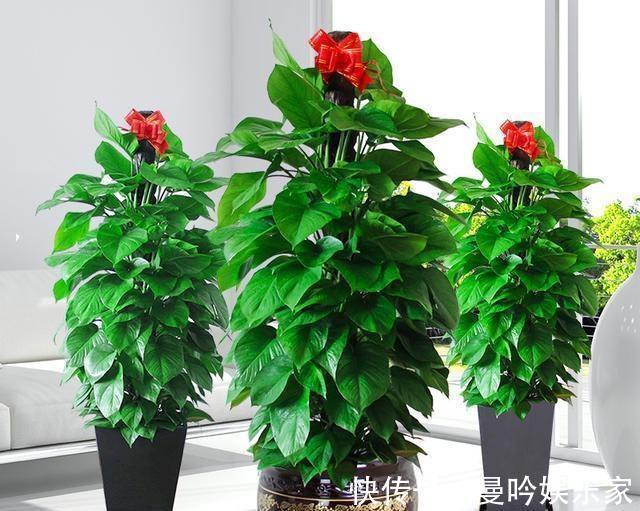 绿萝养烦了那就养大叶绿萝，叶子巴掌大，绿的像打蜡，特好养