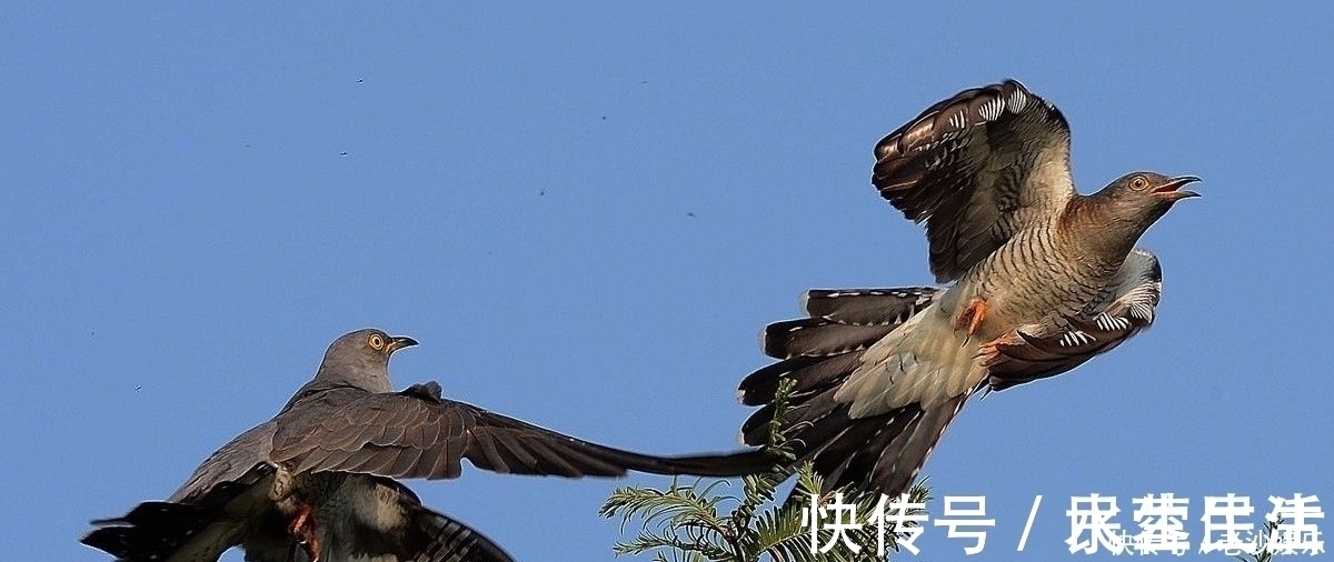 杜鹃&晏几道最经典的思乡词，词作开篇唯美动人，词尾却让人肝肠寸断！