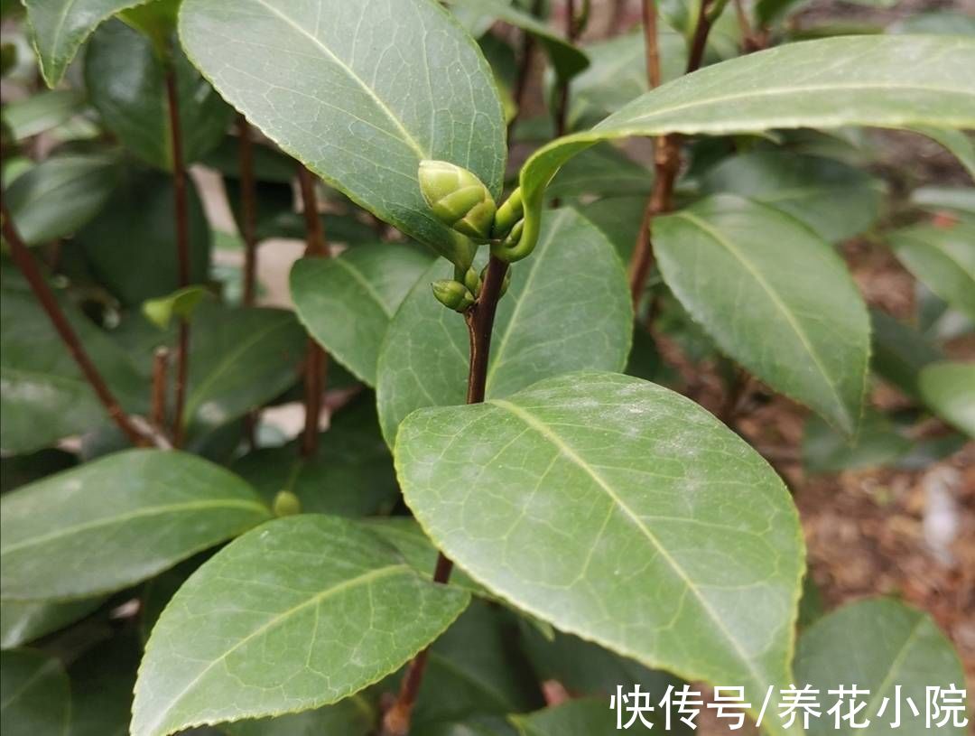 桂花|9月养2种花，多补磷钾肥，花苞长得又多又大
