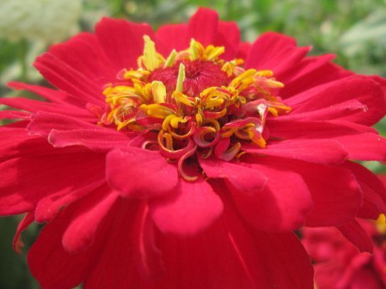 喜欢菊花不如养盆“精品牡丹”,美如胭脂,似花中仙子