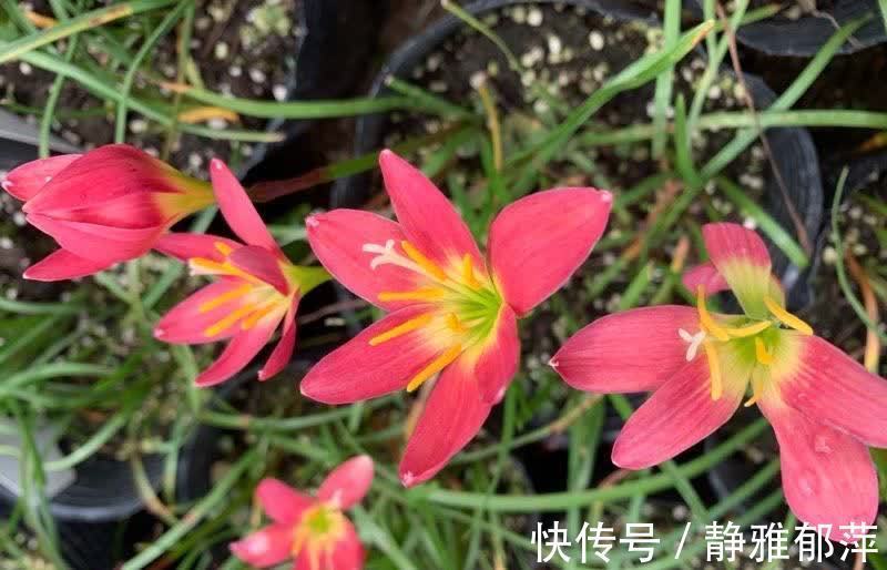 松叶牡丹|集美貌与好养于一身的“3种花”,不怕高温暴晒,三天两头开花