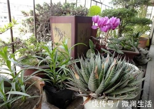 自从学会用蛋壳养花后，家里再没掏过一分钱买肥料
