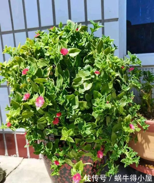 四个养根小妙招，学会一个，花草个个长得旺