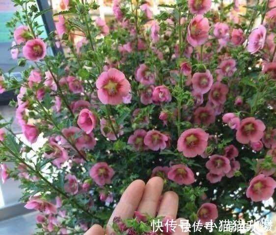 养护|养花要“舍得剪”，把这6种花卉剪成“光杆子”，开花变成棒棒糖！