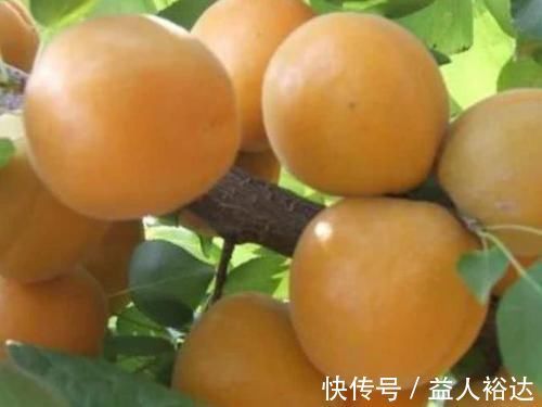 山楂|孕妈在孕期，4种常见水果可不要多吃，或会对胎儿健康不利