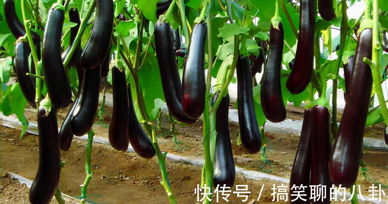 婴幼儿|螃蟹不能随便吃,为了健康着想,这5类人,建议尽量远离