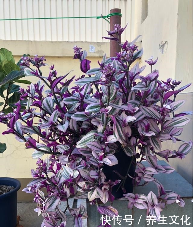 最近超火的两种吊兰,一个叫婚礼一个叫油画,叶子漂亮仙气飘飘!