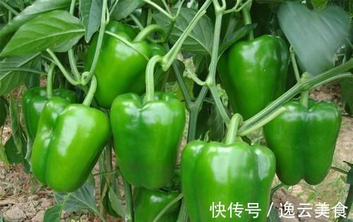 椰子|女性到了中年常吃几种食物,杀菌消炎,美容抗衰,延年益寿