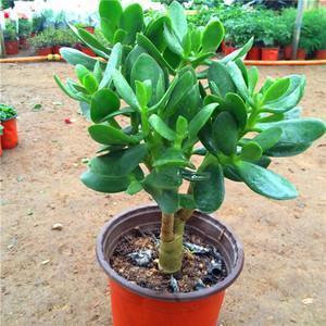 3种植物特别耐旱,客厅养一盆,1个月浇1次水,不用管理也漂亮