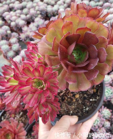 此款多肉法师,叶片红艳美极了,好养好看好上色,适合新手