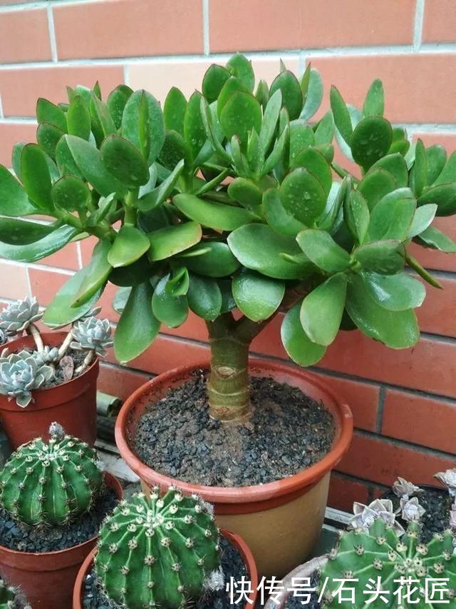 花卉|适合新手的花卉“白名单”，这5种花怎么养都能活，越养越自信