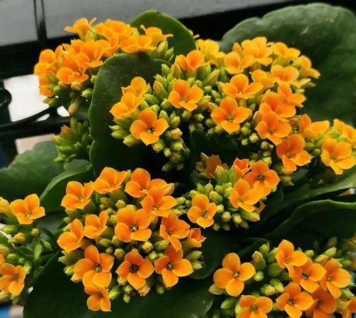 3月前后天气渐暖,养这几样植物,舍得撸叶子摘顶才能开花越漂亮