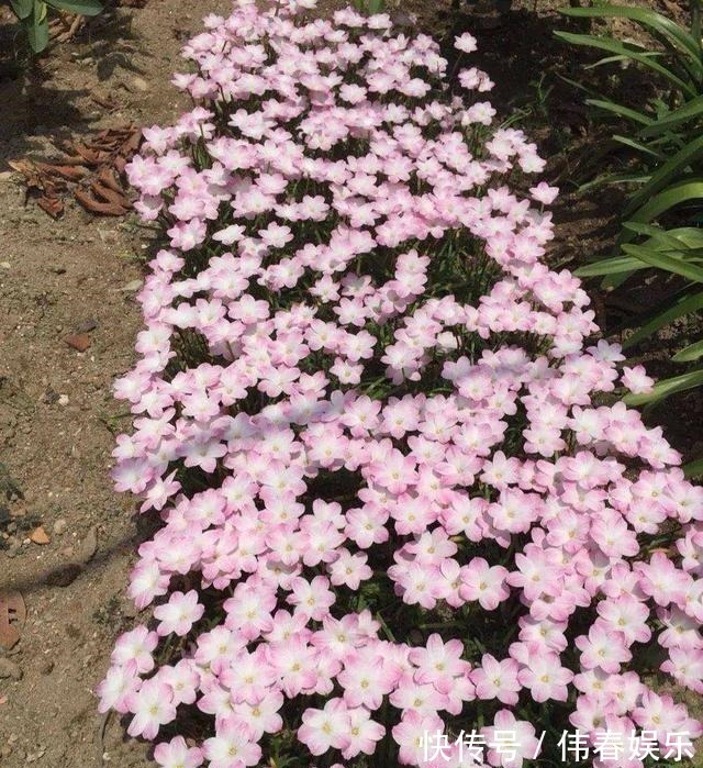 妖艳|泼辣的“胖美人”10块钱买“一堆”,狂风暴雨后,妖艳花满地