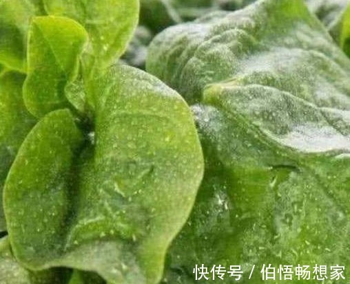 美容洁肤|农村人4种“救命草”,祛病防癌助长寿,美容洁肤防衰老,了解下