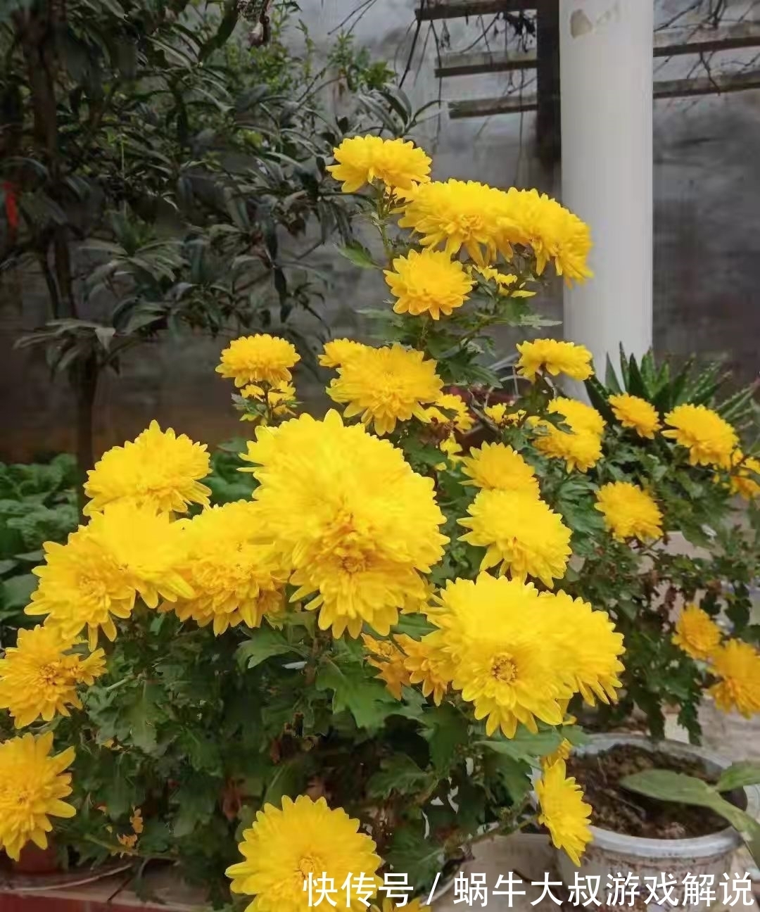 寒霜#诗词:一花开晚遇寒霜,怒把寒霜来化妆