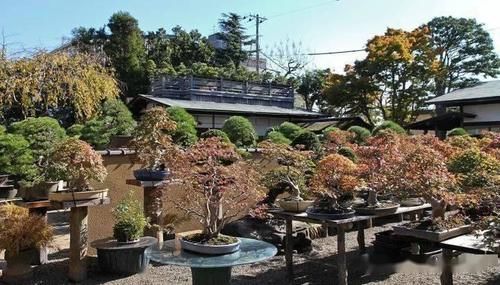 如何挑选好的盆景